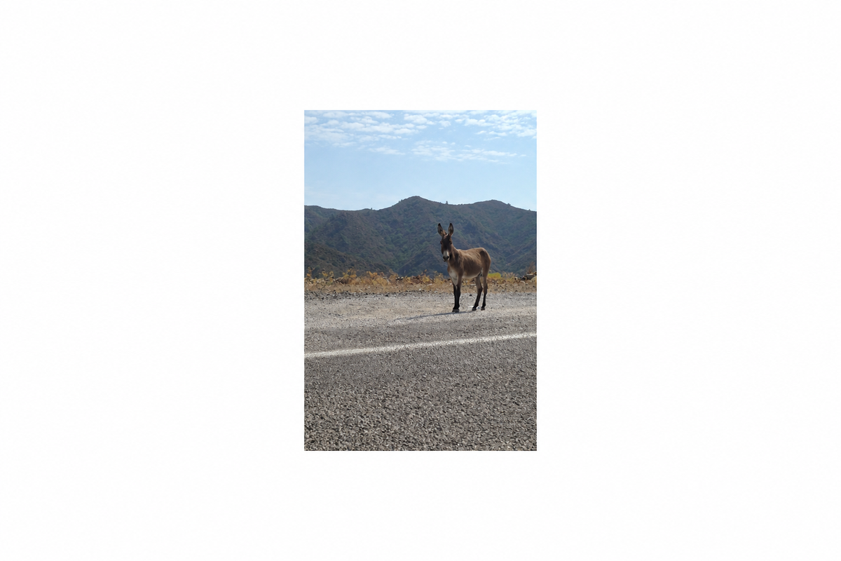 A donkey standing on a road with mountains behind it, framed by white padding.